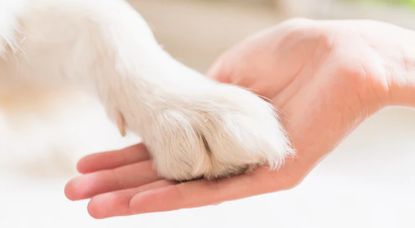 veterinaria